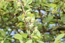 Exochorda (Exochorda Macrantha 'The Bride') -DIRECTPLANT Winkel exochorda macrantha the bride 2