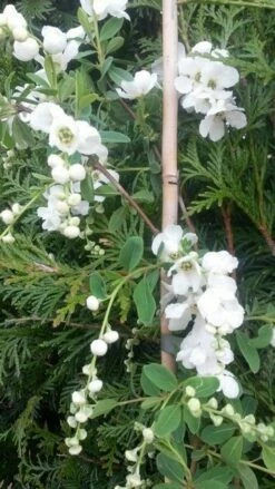 Exochorda (Exochorda Macrantha 'The Bride') -DIRECTPLANT Winkel exochorda the bride