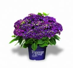 Hortensia Paars (Hydrangea 'Forever&Ever') -DIRECTPLANT Winkel f e packshot purple rgb 2