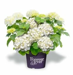 Hortensia Wit (Hydrangea 'Forever&Ever')