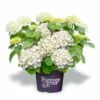 Hortensia Wit (Hydrangea 'Forever&Ever') -DIRECTPLANT Winkel f e packshot white rgb 2