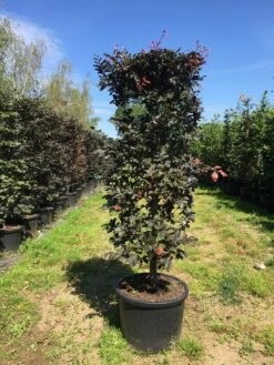 Rode Beukenhaag Als Haagelement (Fagus Sylvatica 'Atropunicea') -DIRECTPLANT Winkel fagus syl. atropunicea 125x45x45 pot