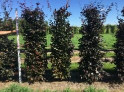 Rode Beukenhaag Als Haagelement (Fagus Sylvatica 'Atropunicea') -DIRECTPLANT Winkel fagus syl. atropunicea 200 x 50 x 50 cm drkl haagelement 1