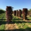 Rode Beukenhaag Als Haagelement (Fagus Sylvatica 'Atropunicea') -DIRECTPLANT Winkel fagus sylv. atopunicea h225x60x60cm 2 1