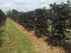 Rode Beukenhaag Als Haagelement (Fagus Sylvatica 'Atropunicea') -DIRECTPLANT Winkel fagus sylv. atropunicea h125x50x50cm 1