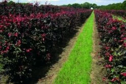 Rode Beukenhaag Als Haagelement (Fagus Sylvatica 'Atropunicea') -DIRECTPLANT Winkel fagus sylv.atropunicea 1
