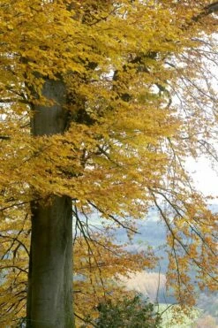 Beukenboom (Fagus Sylvatica) 17 Beukenboom (Fagus Sylvatica) -DIRECTPLANT Winkel fagus sylvatica02