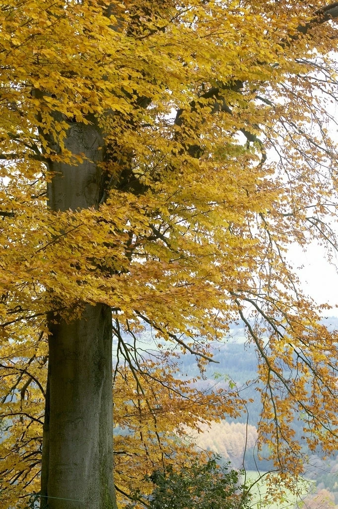 Beukenboom (Fagus Sylvatica) 8 Beukenboom (Fagus Sylvatica) - Afbeelding 6