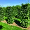 Beukenhaag Als Haagelement (Fagus Sylvatica) -DIRECTPLANT Winkel fagus sylvatica 1