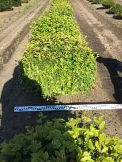 Beuk Als Bolvorm (Fagus Sylvatica) -DIRECTPLANT Winkel fagus sylvatica 100 cm breed platte bol drkl