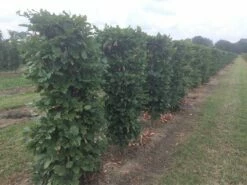 Beukenhaag Als Haagelement (Fagus Sylvatica) -DIRECTPLANT Winkel fagus sylvatica 120 x 50 x 50 cm drkl haagelement