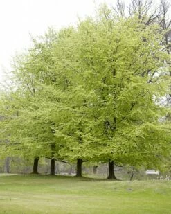 Beukenboom (Fagus Sylvatica)
