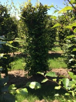 Beukenhaag Als Haagelement (Fagus Sylvatica) -DIRECTPLANT Winkel fagus sylvatica 200 x 50 x 50 cm drkl haagelement