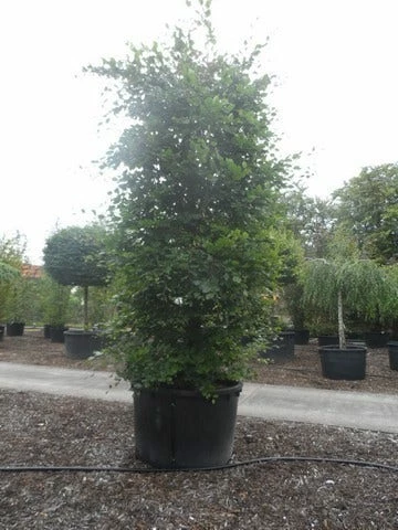 Beukenboom (Fagus Sylvatica) 12 Beukenboom (Fagus Sylvatica) - Afbeelding 10