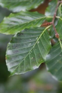 Beukenboom (Fagus Sylvatica) 15 Beukenboom (Fagus Sylvatica) -DIRECTPLANT Winkel fagus sylvatica 5