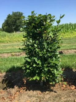 Beukenhaag Als Haagelement (Fagus Sylvatica) -DIRECTPLANT Winkel fagus sylvatica 80 x 50 x 50 cm drkl haagelement