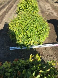 Beuk Als Bolvorm (Fagus Sylvatica) -DIRECTPLANT Winkel fagus sylvatica 90 cm breed platte bol drkl 2