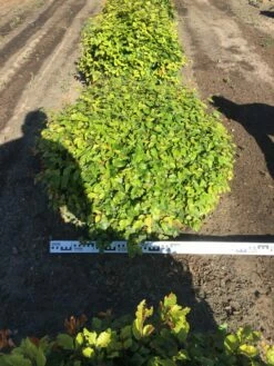 Beuk Als Bolvorm (Fagus Sylvatica) -DIRECTPLANT Winkel fagus sylvatica 90 cm breed platte bol drkl 3