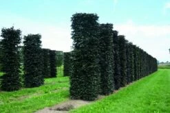 Rode Beukenhaag Als Haagelement (Fagus Sylvatica 'Atropunicea') -DIRECTPLANT Winkel fagus sylvatica atropunicea 1