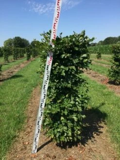 Beukenhaag Als Haagelement (Fagus Sylvatica) -DIRECTPLANT Winkel fagus sylvatica h125x50x50 cm 2 1
