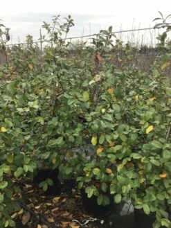 Michelia (Fairy Magnolia 'Blush') 5 Michelia (Fairy Magnolia 'Blush') -DIRECTPLANT Winkel fairyblush 1