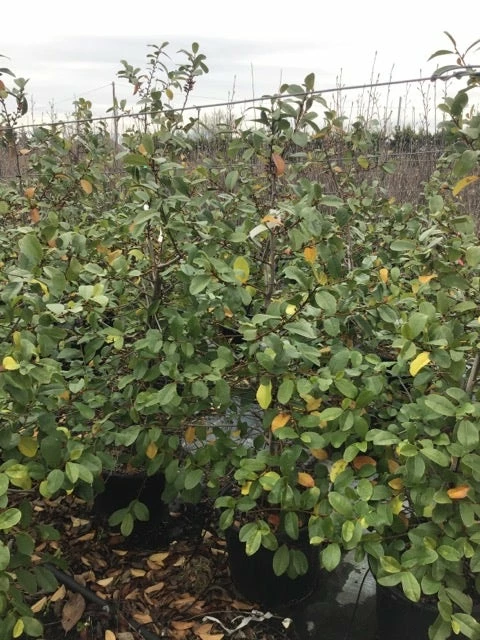 Michelia (Fairy Magnolia 'Blush') 4 Michelia (Fairy Magnolia 'Blush') - Afbeelding 2