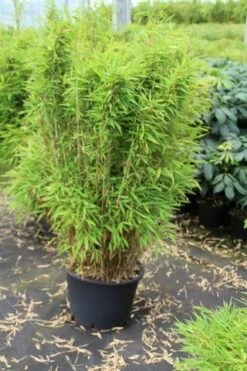 Niet Woekerende Bamboe (Fargesia Robusta) -DIRECTPLANT Winkel fargesia 1