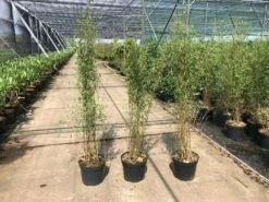 Niet Woekerende Bamboe (Fargesia 'Jiuzhaigou') 25 Niet Woekerende Bamboe (Fargesia 'Jiuzhaigou') -DIRECTPLANT Winkel fargesia 2