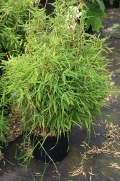 Niet Woekerende Bamboe (Fargesia Robusta) -DIRECTPLANT Winkel fargesia 2