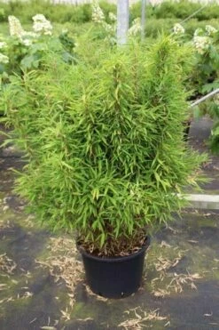 Niet Woekerende Bamboe (Fargesia Robusta) -DIRECTPLANT Winkel fargesia 3