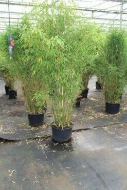 Niet Woekerende Bamboe (Fargesia Robusta) -DIRECTPLANT Winkel fargesia 4