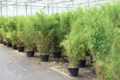 Niet Woekerende Bamboe (Fargesia Robusta) -DIRECTPLANT Winkel fargesia 5