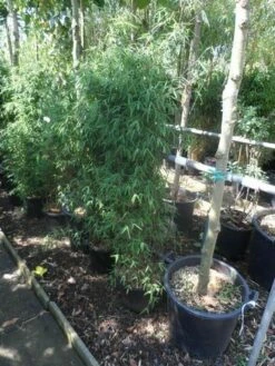 Niet Woekerende Bamboe (Fargesia 'Jiuzhaigou') 34 Niet Woekerende Bamboe (Fargesia 'Jiuzhaigou') -DIRECTPLANT Winkel fargesia jiu 125 150 c12