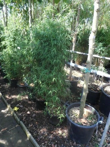 Niet Woekerende Bamboe (Fargesia 'Jiuzhaigou') 18 Niet Woekerende Bamboe (Fargesia 'Jiuzhaigou') - Afbeelding 16