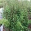 Niet Woekerende Bamboe (Fargesia 'Jiuzhaigou') 1 Niet Woekerende Bamboe (Fargesia 'Jiuzhaigou') -DIRECTPLANT Winkel fargesia jiuzaghou 2