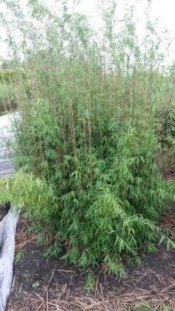 Niet Woekerende Bamboe (Fargesia 'Jiuzhaigou')
