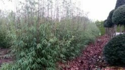 Niet Woekerende Bamboe (Fargesia 'Jiuzhaigou') 23 Niet Woekerende Bamboe (Fargesia 'Jiuzhaigou') -DIRECTPLANT Winkel fargesia jiuzaghou 4 1