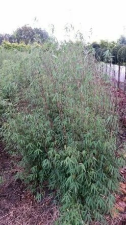 Niet Woekerende Bamboe (Fargesia 'Jiuzhaigou') 21 Niet Woekerende Bamboe (Fargesia 'Jiuzhaigou') -DIRECTPLANT Winkel fargesia jiuzaghou 4 2