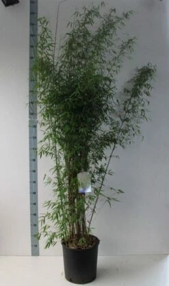 Niet Woekerende Bamboe (Fargesia 'Jiuzhaigou') 33 Niet Woekerende Bamboe (Fargesia 'Jiuzhaigou') -DIRECTPLANT Winkel fargesia juizhaigo 125 150 co. 18l kopie kopie