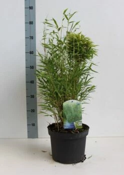 Niet Woekerende Bamboe (Fargesia Murieliae 'Bimbo') -DIRECTPLANT Winkel fargesia m bimbo 40 50 cm co. 5l kopie