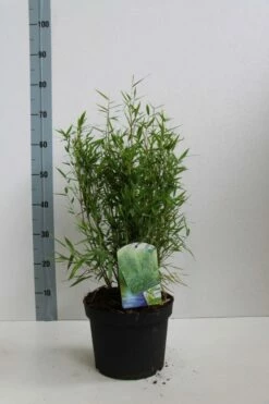 Niet Woekerende Bamboe (Fargesia Murieliae 'Bimbo') -DIRECTPLANT Winkel fargesia mur bimbo 40 60 co. 5l kopie