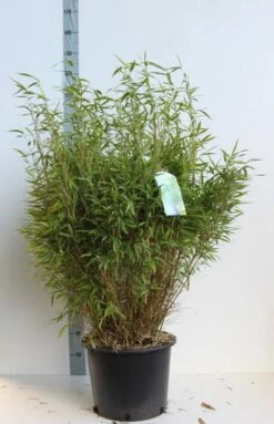 Niet Woekerende Bamboe (Fargesia Murieliae 'Bimbo') -DIRECTPLANT Winkel fargesia mur bimbo 80 100 cm co. 25l kopie