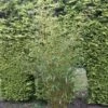 Niet Woekerende Bamboe (Fargesia Robusta) -DIRECTPLANT Winkel fargesia robusta