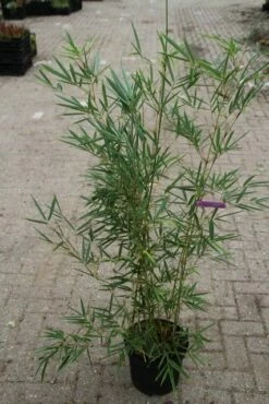Niet Woekerende Bamboe (Fargesia Robusta) -DIRECTPLANT Winkel fargesia robusta 1