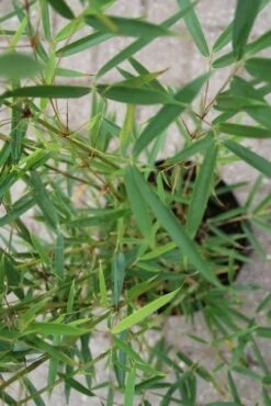 Niet Woekerende Bamboe (Fargesia Robusta) -DIRECTPLANT Winkel fargesia robusta 2