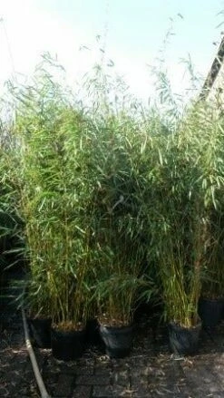 Niet Woekerende Bamboe (Fargesia Robusta) -DIRECTPLANT Winkel fargesia rubusta