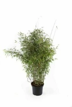 Niet Woekerende Bamboe (Fargesia 'Jiuzhaigou') 27 Niet Woekerende Bamboe (Fargesia 'Jiuzhaigou') -DIRECTPLANT Winkel fargesiajiuzhaigou01