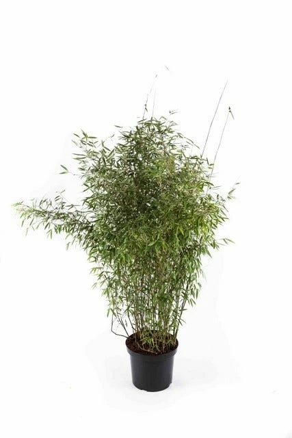 Niet Woekerende Bamboe (Fargesia 'Jiuzhaigou') 11 Niet Woekerende Bamboe (Fargesia 'Jiuzhaigou') - Afbeelding 9