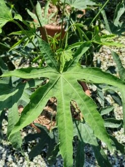 Vingerplant (Fatsia Polycarpa 'Green Fingers') -DIRECTPLANT Winkel fatisa polycarpa green fingers 2 1