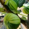 Vijg (Ficus Carica 'Panache') 1 Vijg (Ficus Carica 'Panache') -DIRECTPLANT Winkel ficus caira panachee 1